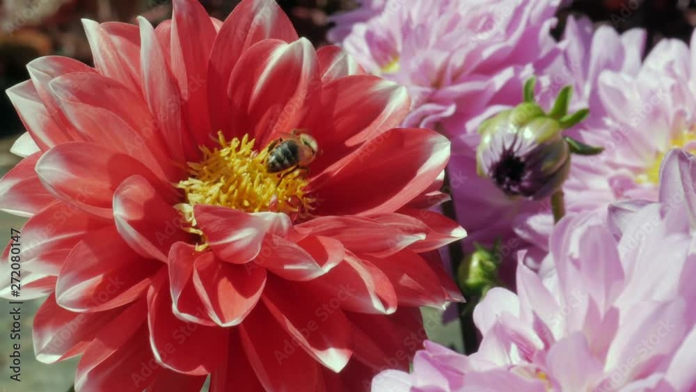 Biene auf einer Chrysantheme Biene auf einer Chrysantheme