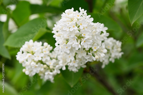 White lilac flowers and green leaves.