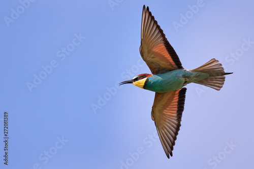 European Bee-eater (Merops apiaster) flying high in blue sky