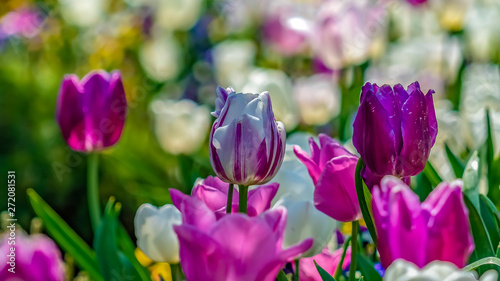 Panorama frame Enchanting tulips with white and purple petals blooming under bright sunlight