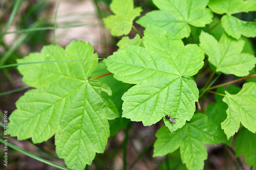 Black fly sitting on green leaf of maple. Black fly sitting on green leaf of maple.