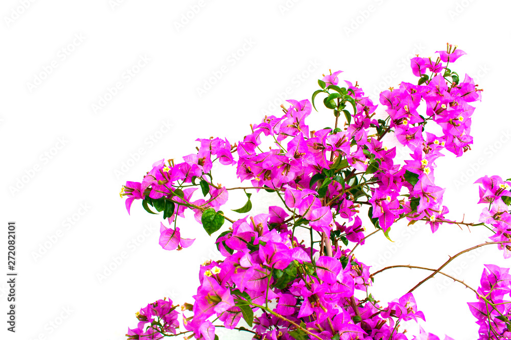 Purple Bougainvillea tree blooming in summer Purple Bougainvillea tree blooming in summer