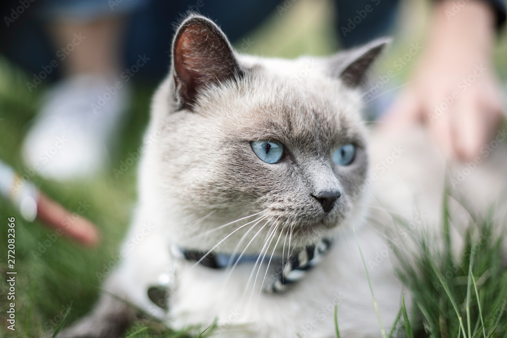 cat's face with big blue eyes close-up. cat on a walk in the Park. cat on green grass background