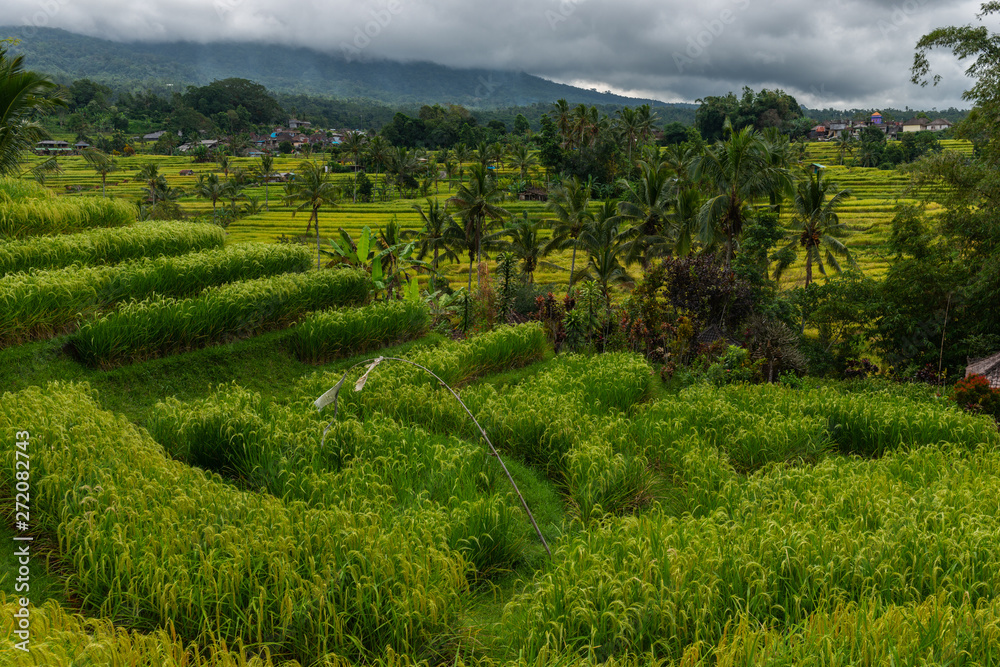 Beautiful View of the Rice Terraces on a Summer Day. Rice Terraces Landscape.