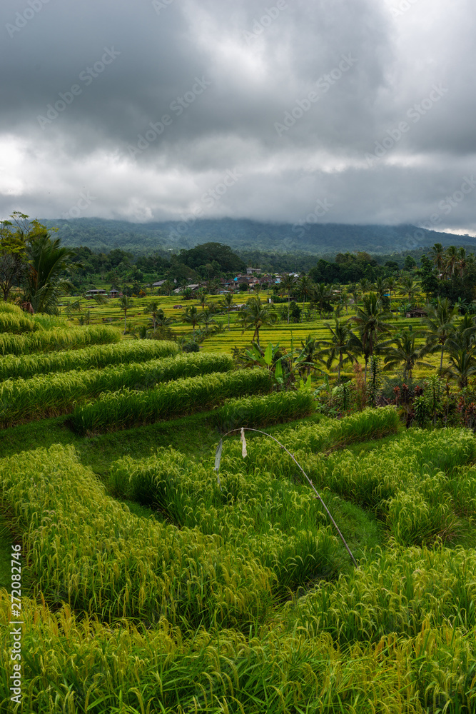 Beautiful View of the Rice Terraces on a Summer Day. Rice Terraces Landscape.
