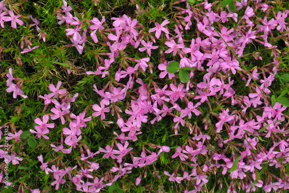 Soft, selective focus of pink Cosmos, blurry flower for background, colorful plants