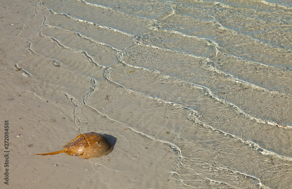 CANGREJO HERRADURA O ATLANTIC HORSESHOE CRAB (Limulus