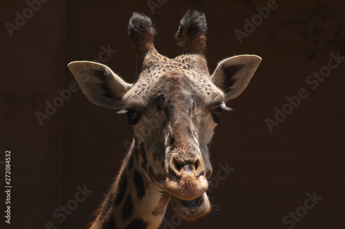 Cute doe-eyed West African Giraffe