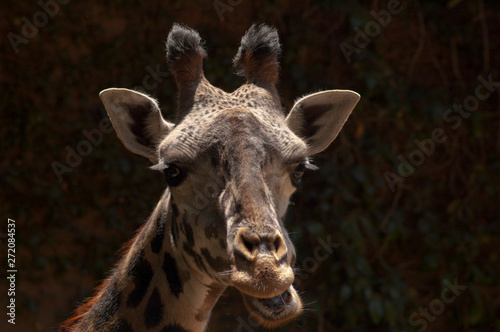 Fototapeta Naklejka Na Ścianę i Meble -  Cute doe-eyed West African Giraffe