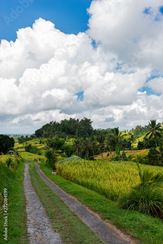 Dirt road in rice terraces. Rice Terraces Landscape. © ronedya