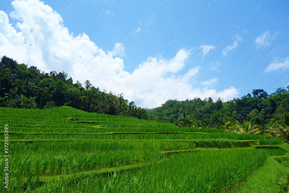 Countryside of Bali filled with Rice Terraces and palm trees, Jatiluwih , Indonesia Countryside of Bali filled with Rice Terraces and palm trees, Jatiluwih , Indonesia