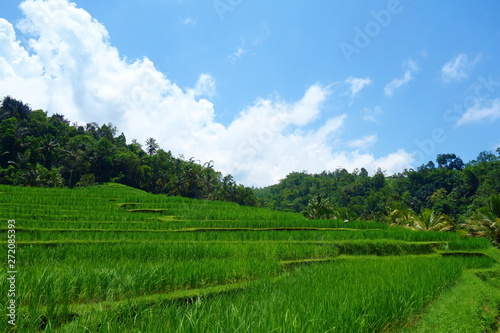 Countryside of Bali filled with Rice Terraces and palm trees  Jatiluwih   Indonesia