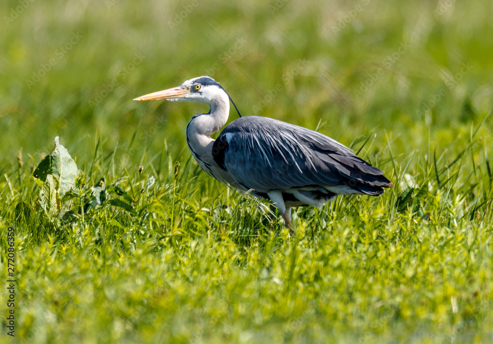 Gray Heron