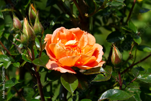 Closeup beautiful orange rose Bridge of Sighs photographed in the organic garden with blurred foliage.Nature and rose concept.