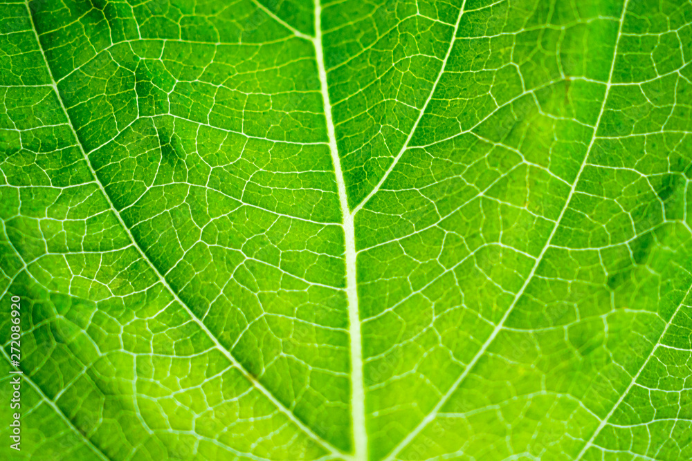 green leaf texture background closeup green leaf texture background closeup