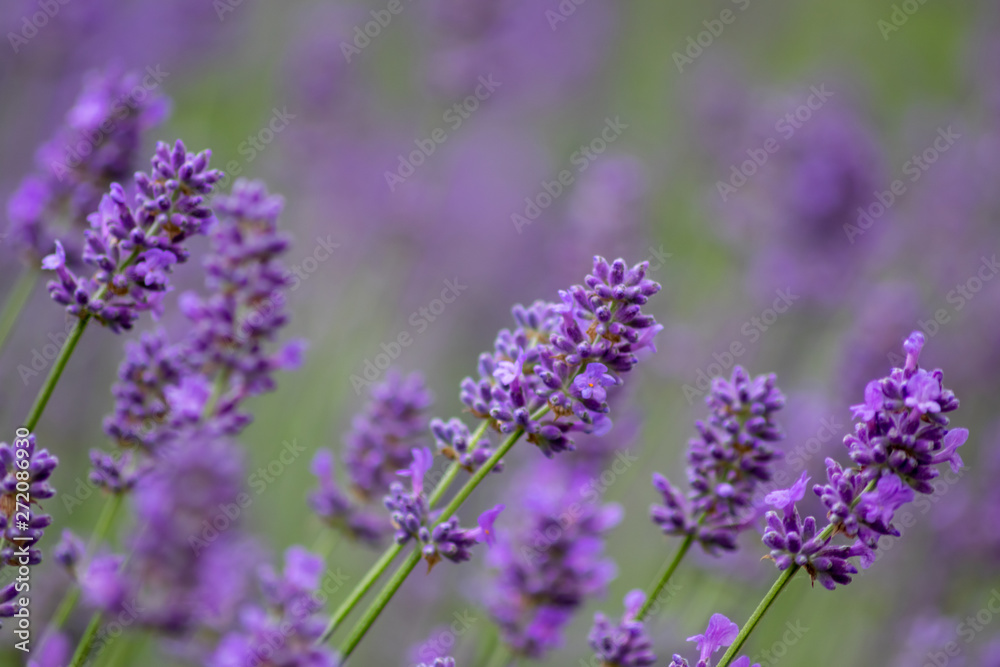 Prächtig violette Lavendelblüten heißen den Sommer willkommen Prächtig violette Lavendelblüten heißen den Sommer willkommen