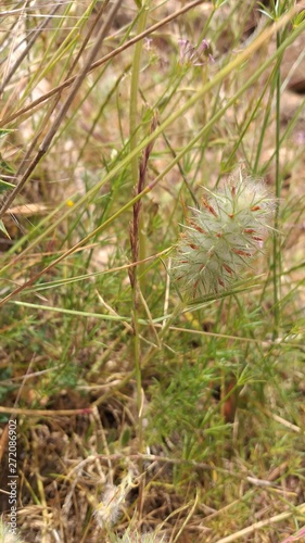 herbs in the forest