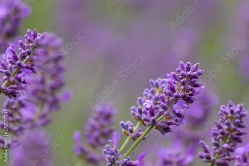 Prächtig violette Lavendelblüten heißen den Sommer willkommen