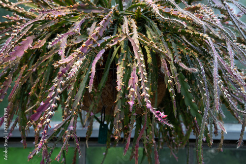 Lepismium cruciforme Cactaceae