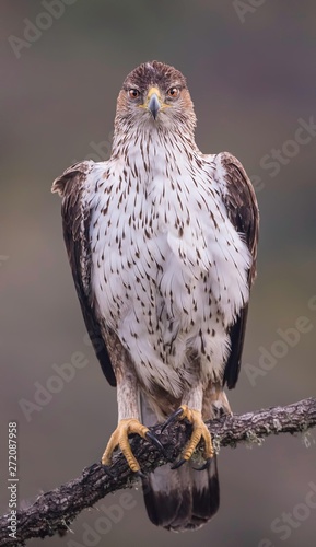 Bonelli's eagle looking at you straight in the eye