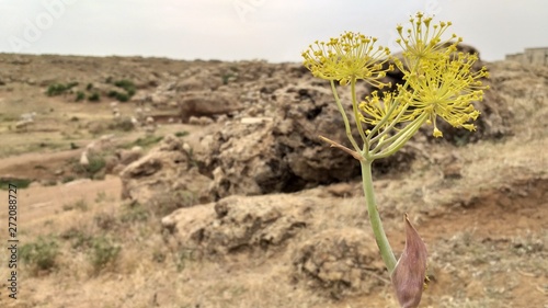 yellow flower and rocks