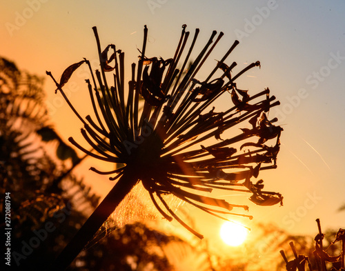Wide angle shot: Traveling on the beautiful island Madeira: View of beautiful ocean in the background and dried agapanthus flowers in the foreground with evening sunset light, Portugal, Europe.