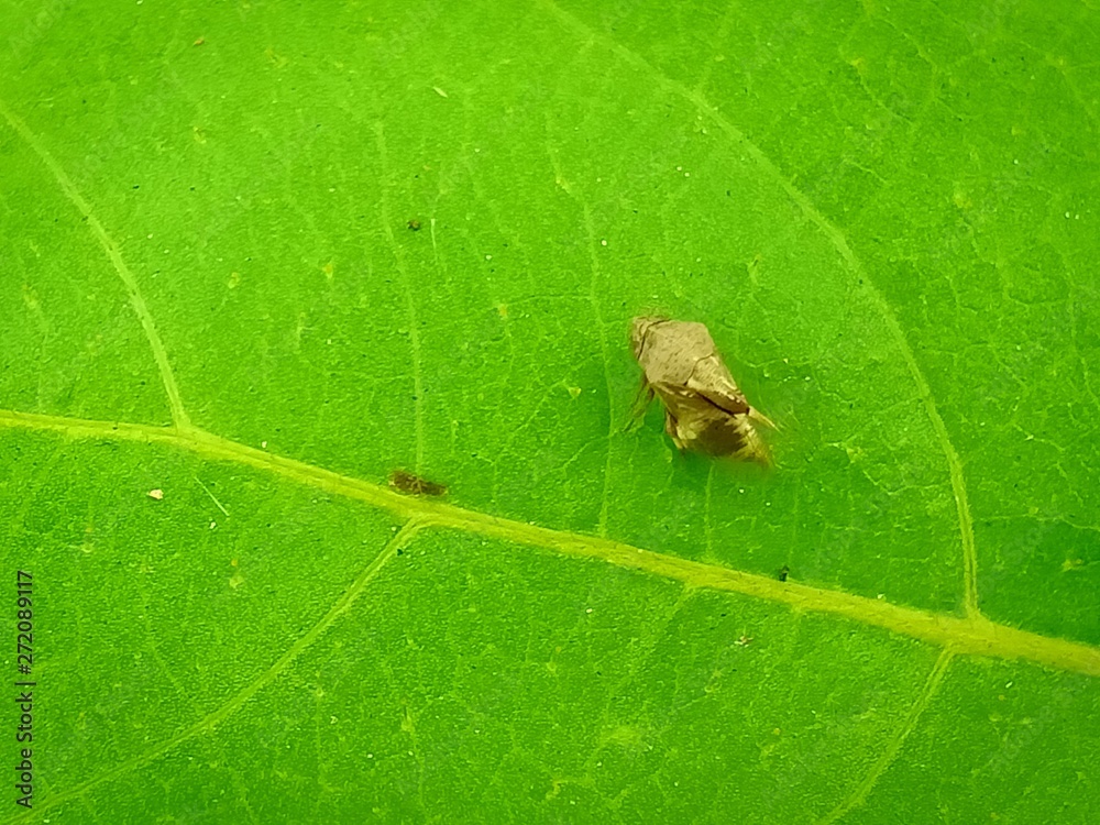 Fototapeta premium yellow insect bug on green leaf