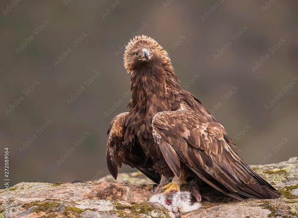 Fototapeta premium Golden eagle photographed from a hide in Spain
