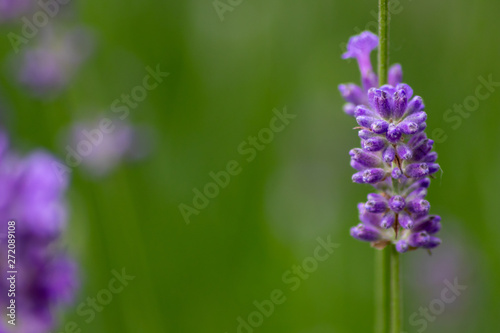 Pr  chtig violette Lavendelbl  ten hei  en den Sommer willkommen