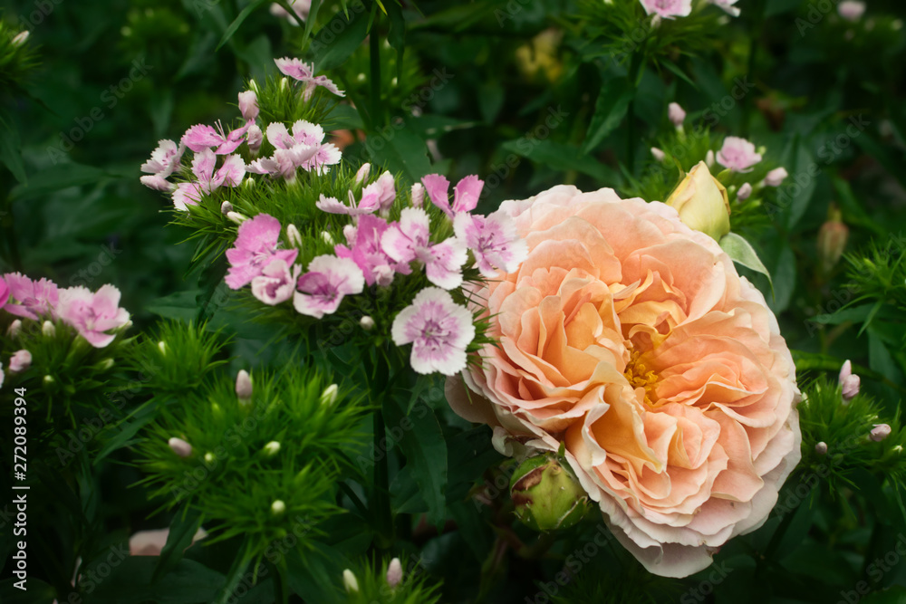Gefüllte Rosenblüte in Rosa