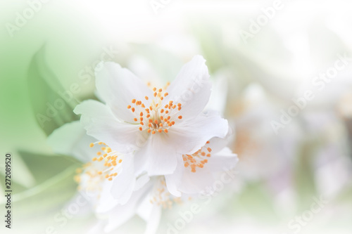 Beautiful Green Nature Background.Colorful Artistic Wallpaper.Natural Macro Photography.Beauty in Nature.Creative Floral Art.Wedding Invitation.Copy Space.Jasmine Flowers.Pure,clean,white.Orange Color