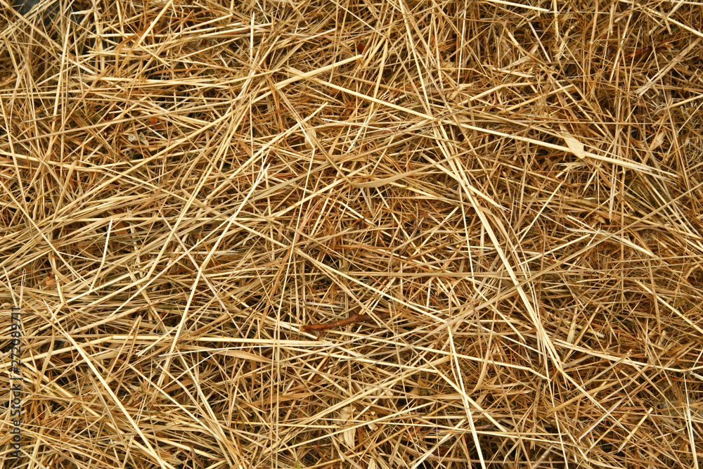 A background of dry yellow grass suitable for the texture of your design.