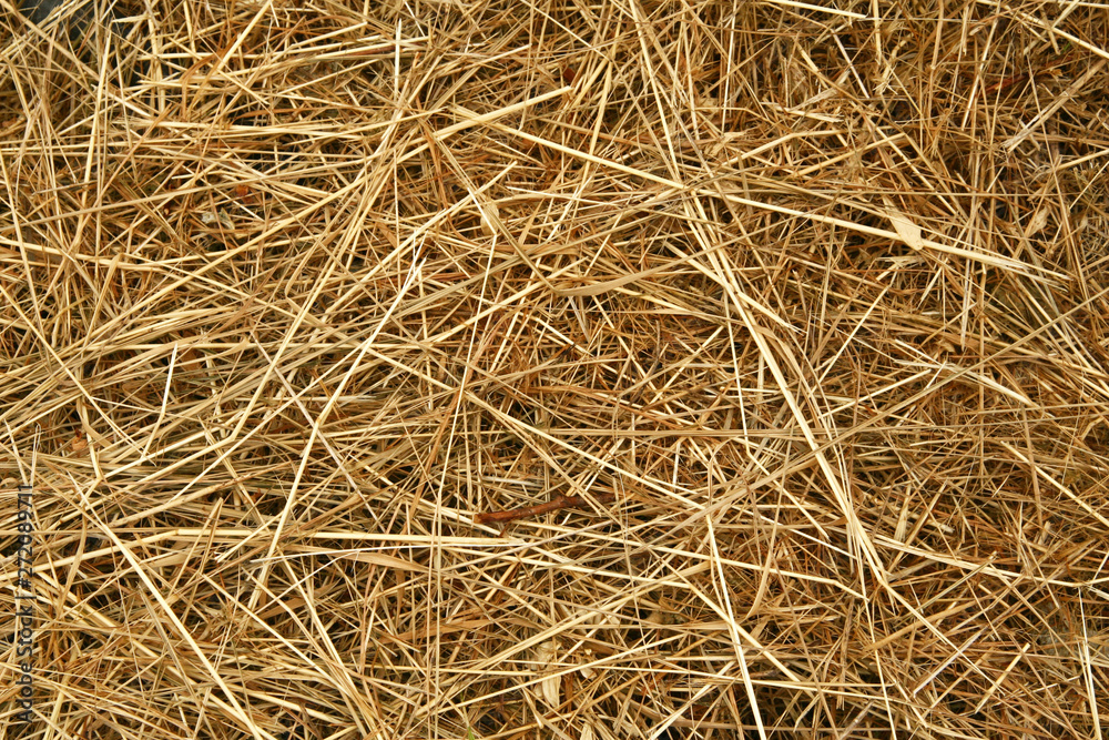 A background of dry yellow grass suitable for the texture of your design. A background of dry yellow grass suitable for the texture of your design.
