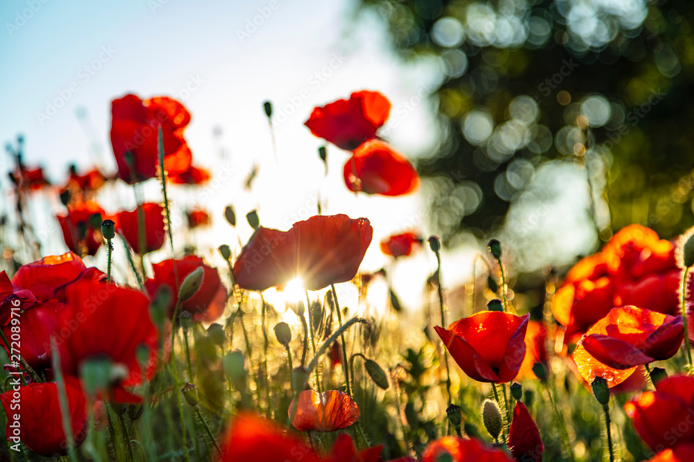 Fototapeta premium Field Of Red Poppies on sunset time 