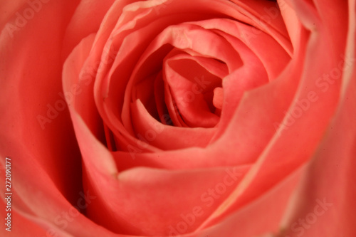 close-up of a blooming red rose