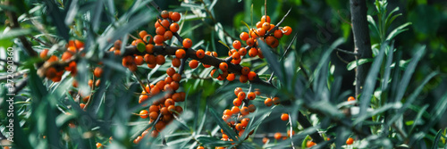 sea-buckthorn close up panorama