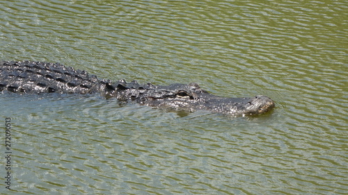Alligator im Wasser
