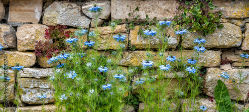 Photos Blue, Nigella sativa flower against a drystone wall
