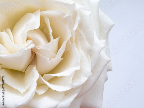 White rose in top view, with details. Symbol of romance, love, peace and harmony. photo