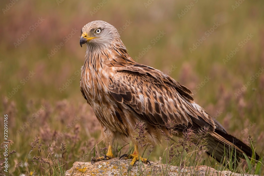 Obraz premium Red kite on the ground searching for food
