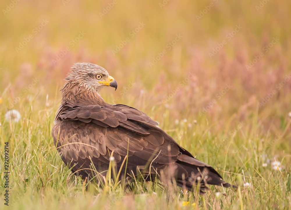 Black kite looking around for food