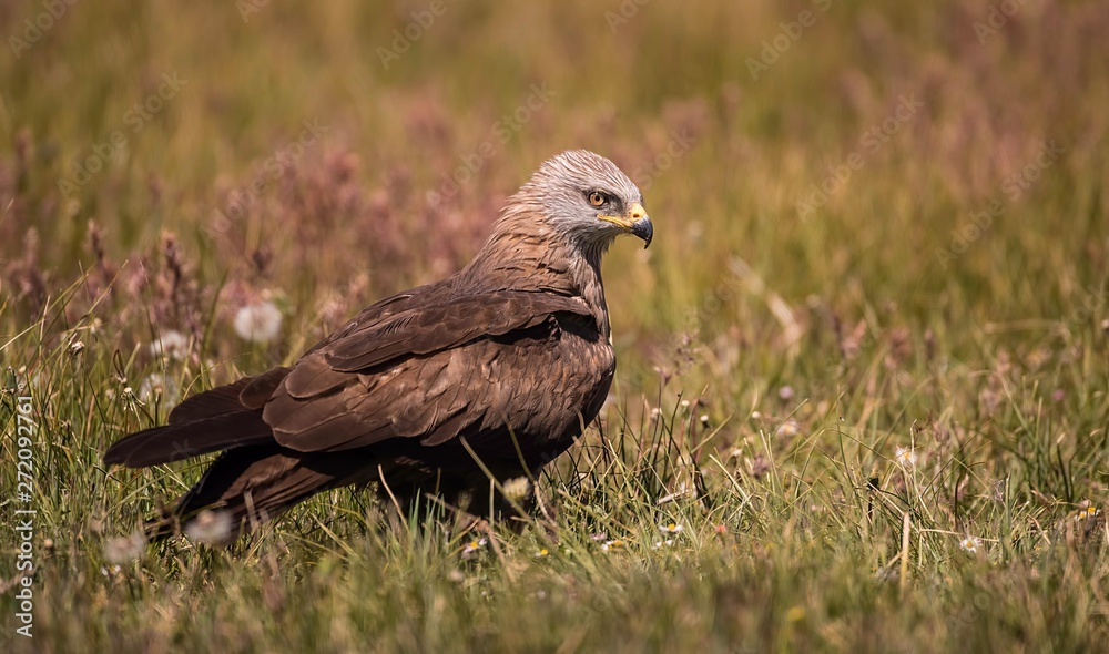 Black kite on the ground looking for food Black kite on the ground looking for food