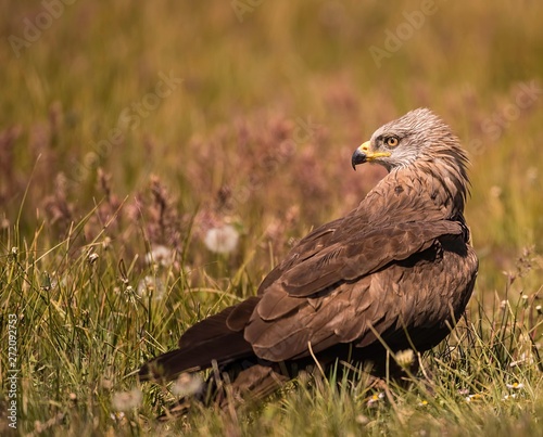 Black kite on the ground looking for food