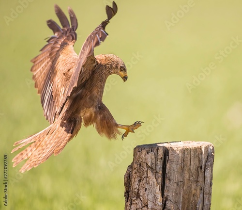 Black kite flying around in search for food