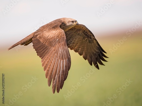 Black kite flying around in search for food © Pascal