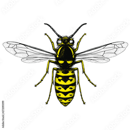 Illustration of a Prairie Yellowjacket (Vespula Atropilosa)