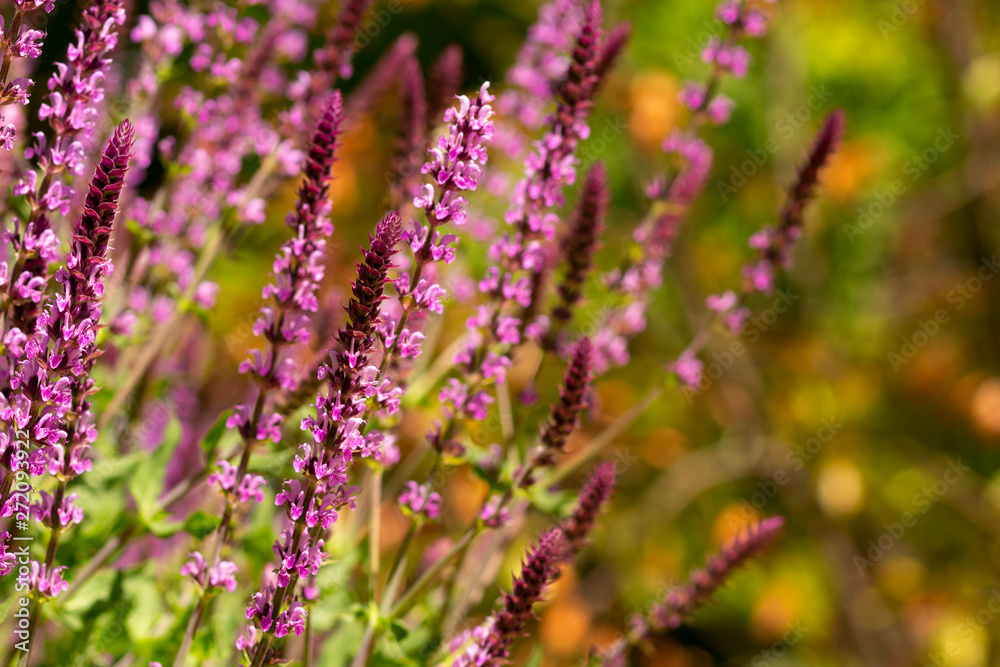 Close up lavender stems on defused field background Close up lavender stems on defused field background