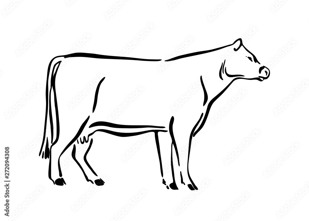 Hand drawn cow sketch illustration. Vector black ink drawing farm animal, outline silhouette isolated on white background