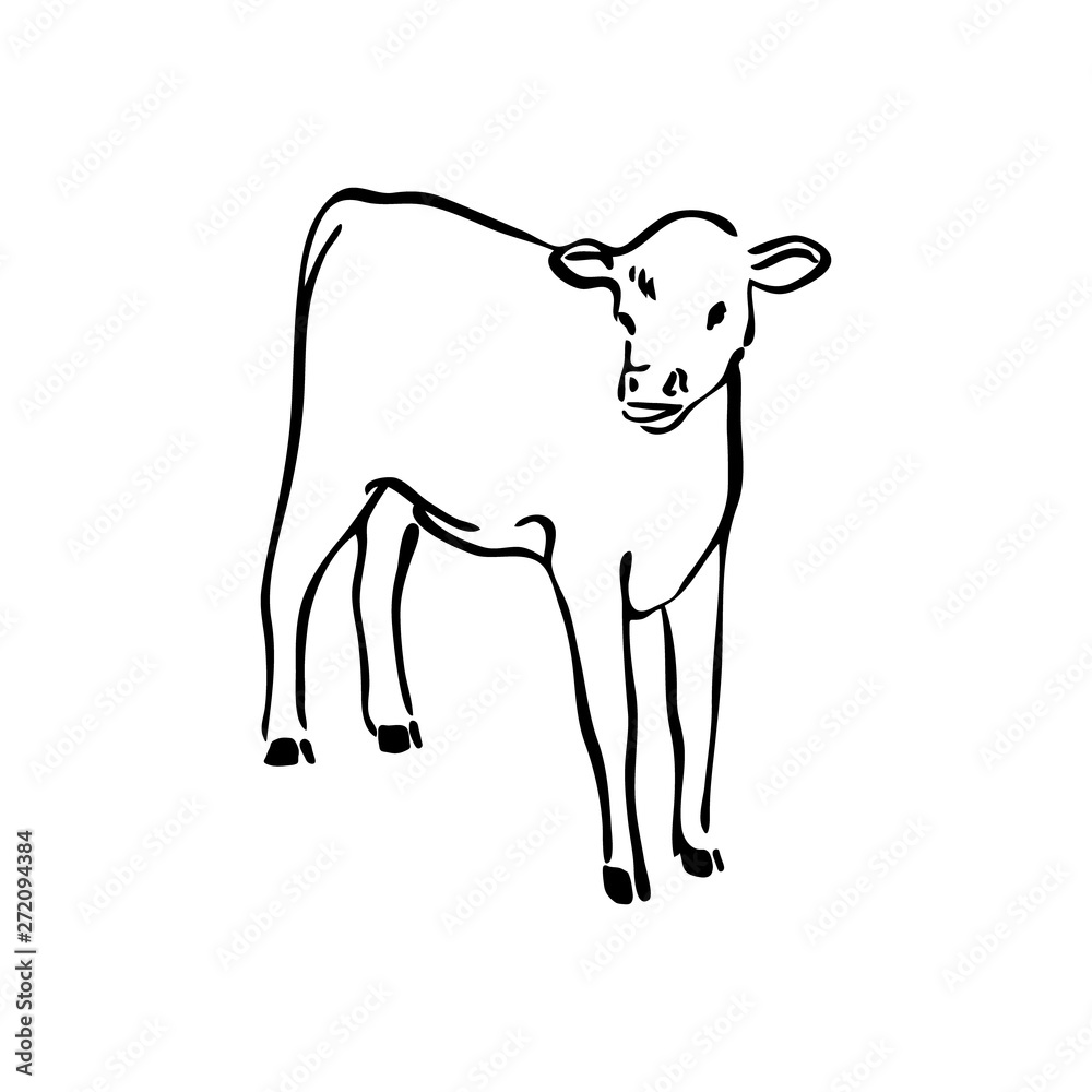 Hand drawn cow calf sketch illustration. Vector black ink drawing farm animal, outline silhouette isolated on white background