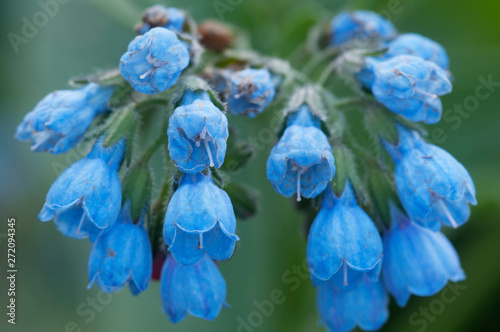 Symphytum caucasicum flowers photo